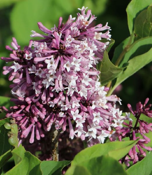 Syringa patula 'Miss Kim'